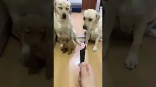 Кто грыз тапки?