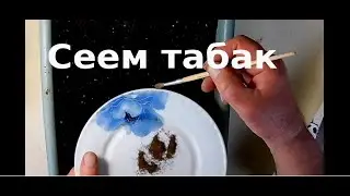 Посев семян табака