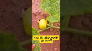 how to grow pumpkins #youtubeshorts #YouTubeChamps #pumpkin #shortsafrica #trendingshorts