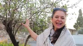 Almond Trees Blossoming in Israel on Tu Bishvat (Festival of Trees)