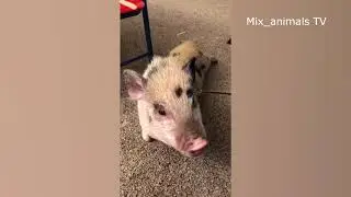 The best funny animals 2021