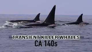Transient Killer Whales: CA140s
