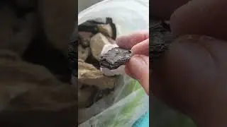хруст