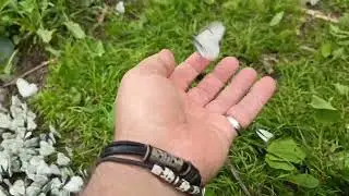 Нашествие бабочек