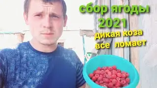 СБОР ЯГОДЫ 2021 ( КОЗА ВСЕ ЛОМАЕТ )