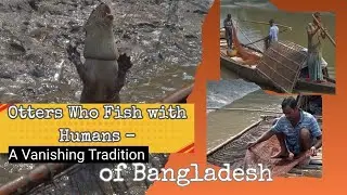 otter fishing in Bangladesh