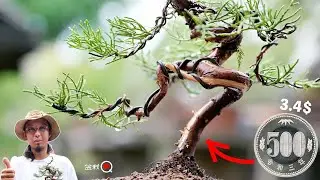 ワンコインで販売する真柏を仕立ててみました【盆栽Q】