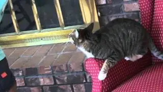 crazy cat