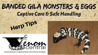 Gila Monsters Captive Care & Safe Handling