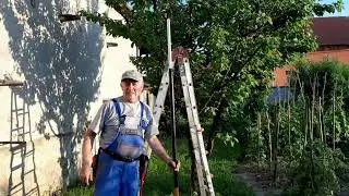 Intervenție la un cais, afectat de monilioză. Cum tratezi