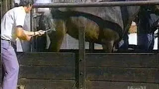 Horse branded kicks man | Pferd tritt Brandmarker