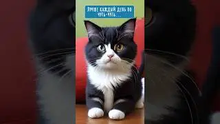 У вас так бывает? 🐱😉 