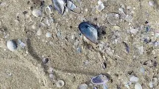 Black Shell