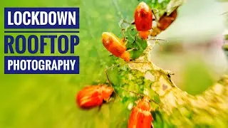 Lockdown Photography Ideas | Lockdown Photography at Home | Mobile Macro Photography in Lockdown