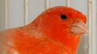 *ORANGE / RED CANARIES* Breeding pair with Cubs // Lovely hobbys - Kanarie fugle