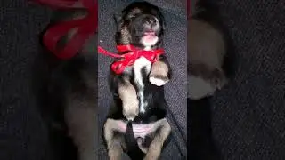 Невероятный сон, милота, щенок лайки, puppy