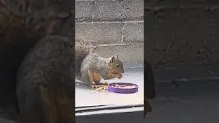 Neighborhood squirrel “Sandy” #pet squirrel #squirrel #squirrel video