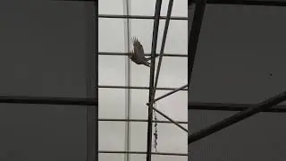 хищник  напал на голубей
