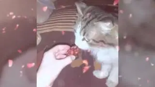 ♥Киска  моей мечты ♥