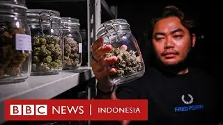Ganja Thailand: 'Saya merasa seperti Narcos atau pemeran serial Breaking Bad' - BBC News Indonesia