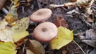 Listopadowy wypad na opieńki 🍄 @Kalejto