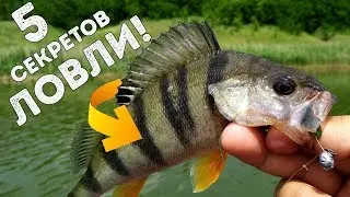 5 секретов ЛОВЛИ ОКУНЯ ✔️ Как НАЙТИ и ПОЙМАТЬ ОКУНЯ