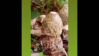 mashroom