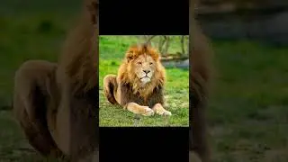 Zr lion 🦁 shorts video naw || zr lion  status video's new || 