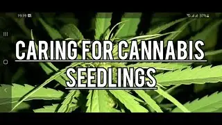 A Beginner's Guide to Caring for Marijuana Seedlings How to Care for Your Cannabis Seedlings.