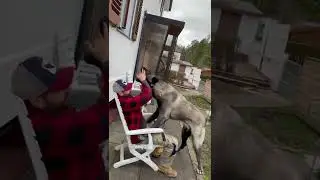 Kangal aggressiv attacks