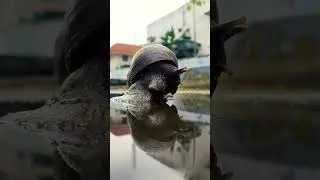 AFRICAN GIANT SNAIL COMES OUT OF ITS SHELL | TIME LAPSE | IPHONE VIDEOGRAPHY