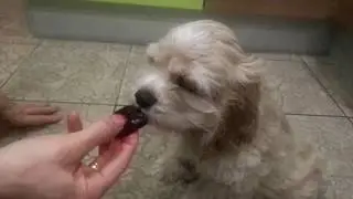 мням мням едим свёклу
