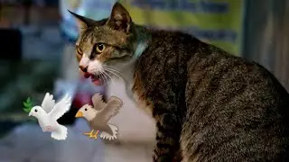 Wow !!! Cat Catches Wild Bird