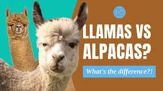 Llamas vs Alpacas: Do you know the difference?! |