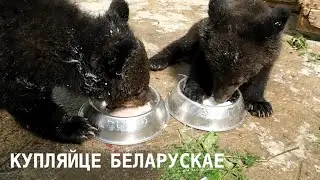 Чем кормят медвежат в зоопарке
