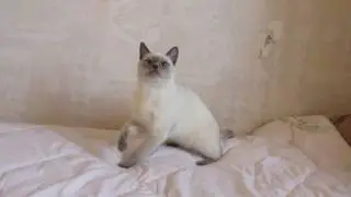 OSCAR ROYAL SYMPHONY