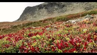 🍁HERBSTREISE durch atemberaubende Landschaft in Norwegen🍁Wildnis und Weite im Nationalpark 🍁
