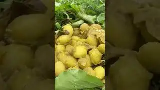 Ғӯраоб