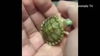 The best funny animals 2021