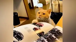 猫咪真是一种神奇的生物，看到它们什么烦恼都没了