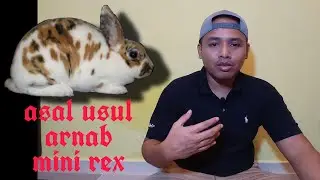 asal usul arnab mini rex