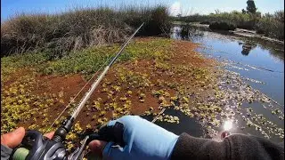 THICK cover FROG fishing (getting bass to come up)