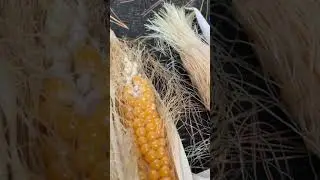 Harvest Popcorns