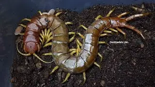 Scolopendra sp. #centipede #centipedefeeding #shorts #shortvideo #short #feeding