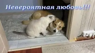 Невероятная любовь!!!