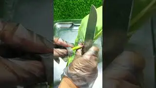 taro vegetable leafs #leafs #vegetables #foodshorts #taroroot #fruitcutting #cooking #cook #shorts