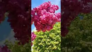 ЛЕТНЕЕ ОЧАРОВАНИЕ...ЛЕТО, АХ, ЛЕТО