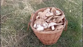 СИНЕНОЖКА! Нормально, вечером отдыхать не придётся. По грибы 18 ноября 2023 года.