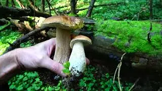 ГРИБЫ СТРЕЛЯЮТ ИЗ ВСЕХ ОРУДИЙ, ПОДМОСКОВНАЯ ГРИБАЛКА