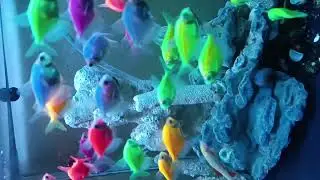 Update Aquarium Blowfish 2024 juli